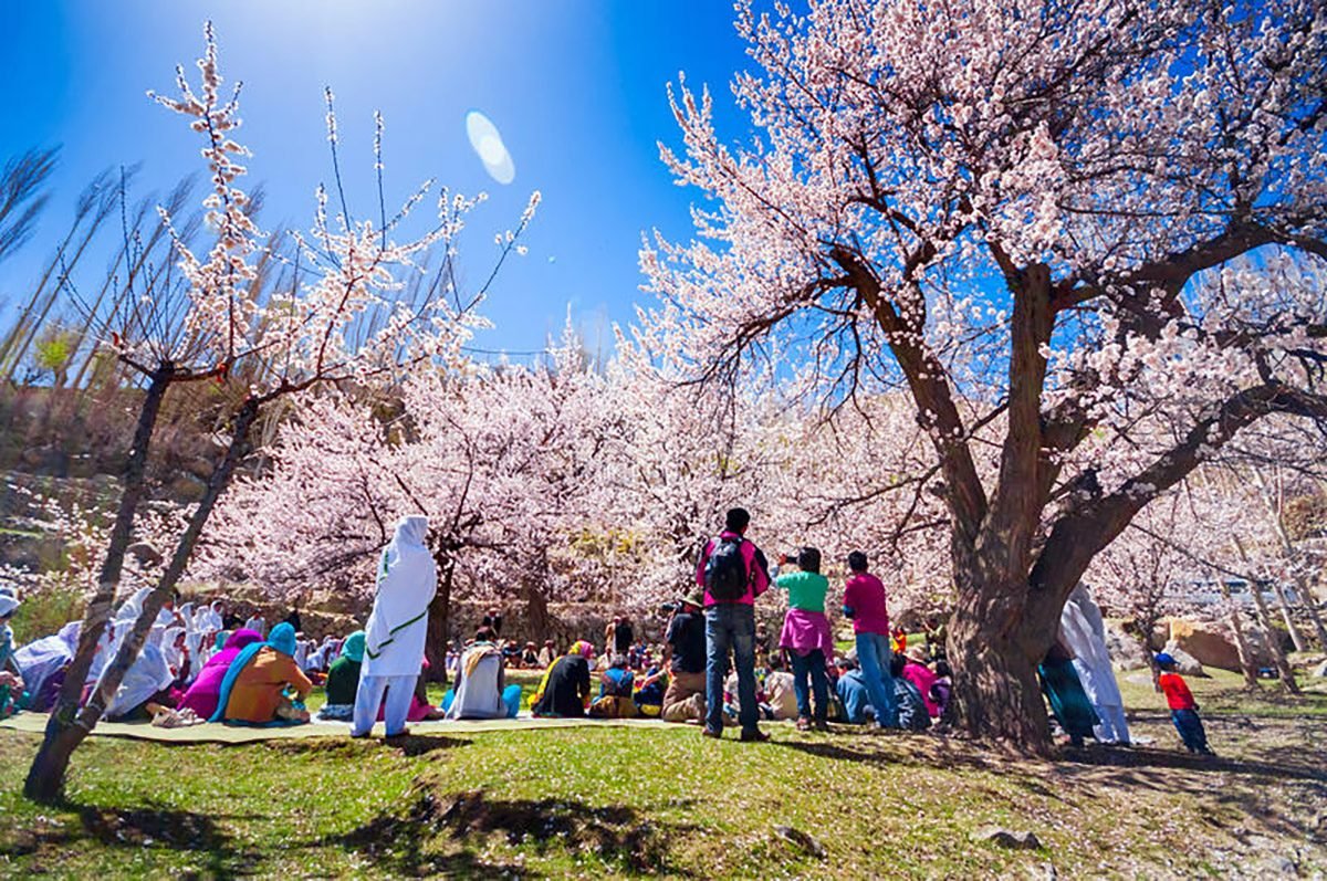 Cherry Blossom Season in Skardu, When to Go and Where to See It